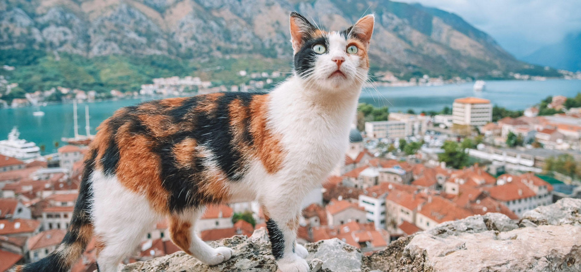 Переезд домашних животных в Черногорию